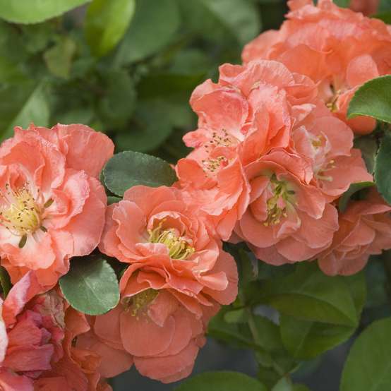 Branch covered in Double Take Peach Chaenomeles apricot blooms